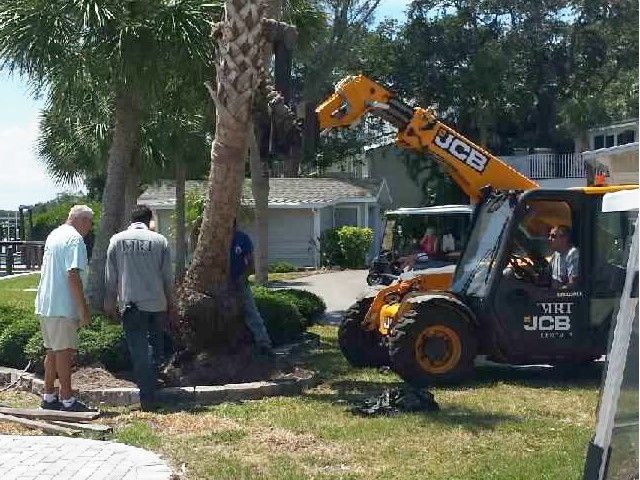 New Trees at Gulf to Bay<br> Photo by Don Pease -  Slide  10